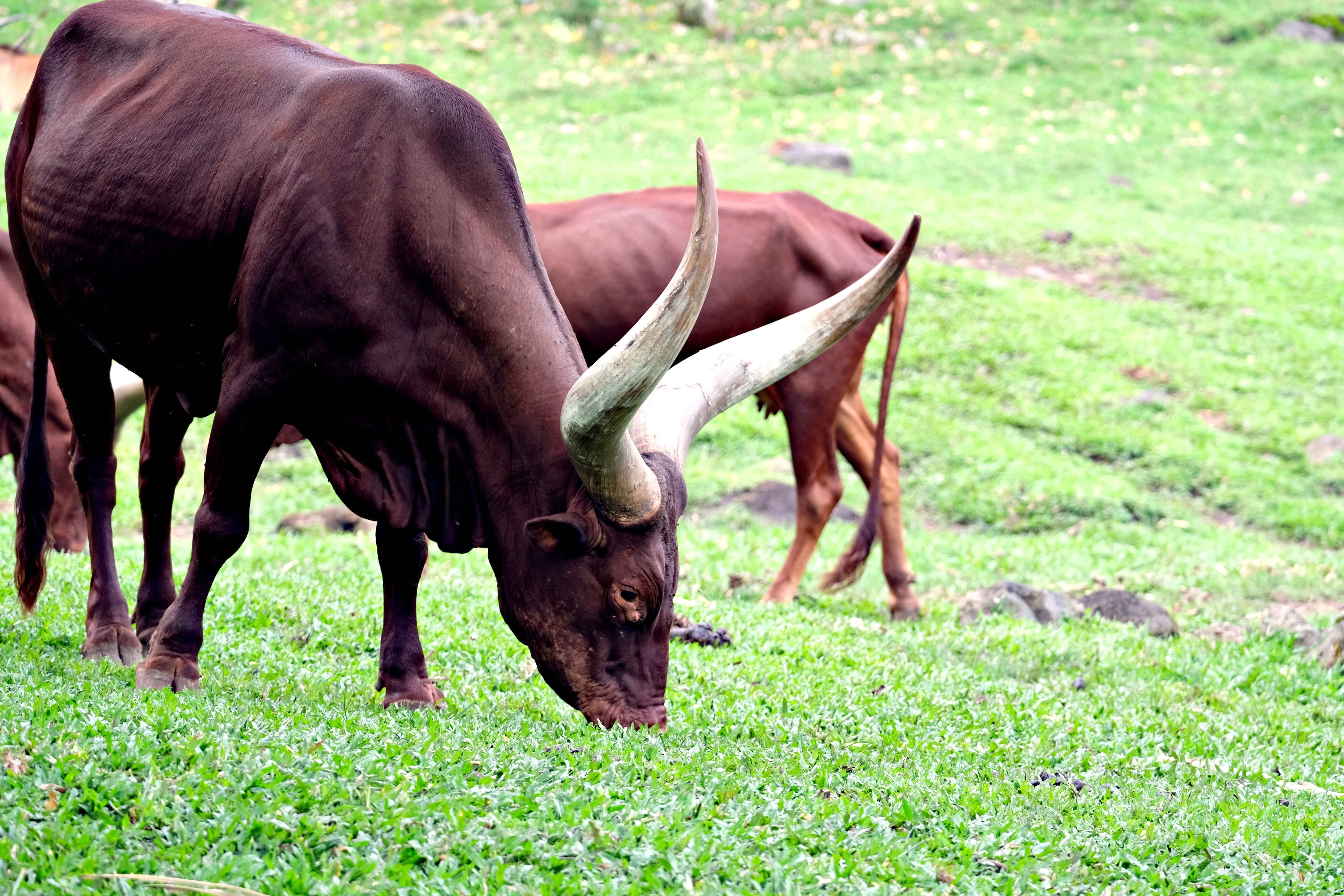 ankolewatusi cattle